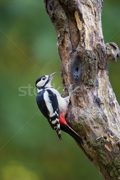 Great spotted woodpecker Stock photo © ivonnewierink
