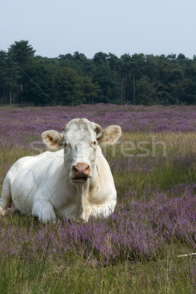 cow in heathland Stock photo © ivonnewierink