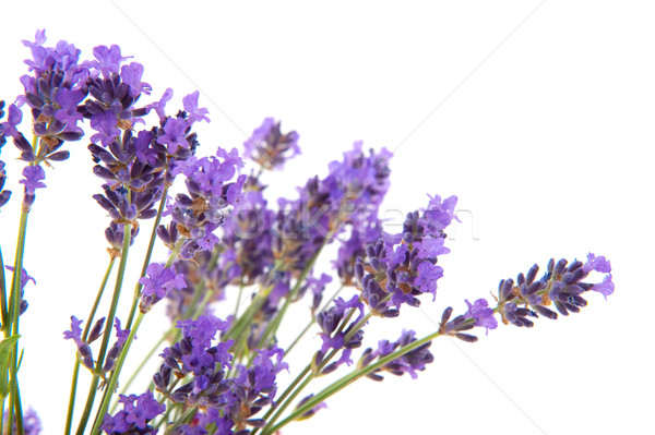 Lavender in pink paper bag Stock photo © ivonnewierink