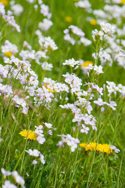 Dandelions and Cuckoo flowers Stock photo © ivonnewierink