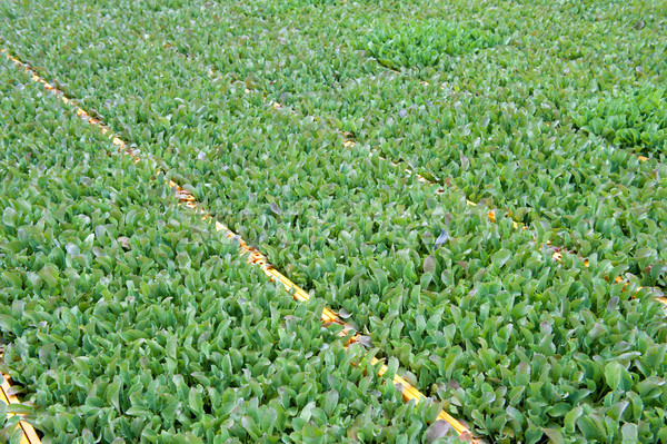 Jungen Blumenkohl Pflanzen viele Natur Gemüse Stock foto © ivonnewierink