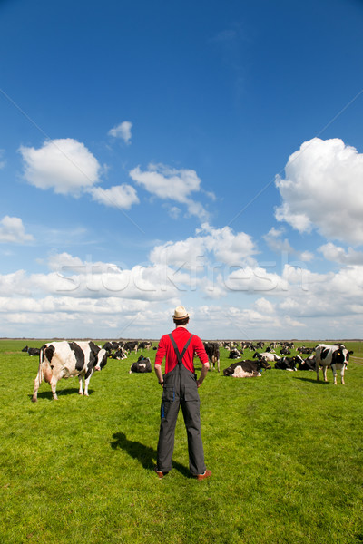 Typical Dutch landscape with farmer and cows Stock photo © ivonnewierink