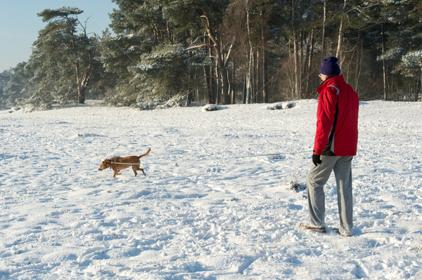 Man walking with dog in snow Stock photo © ivonnewierink