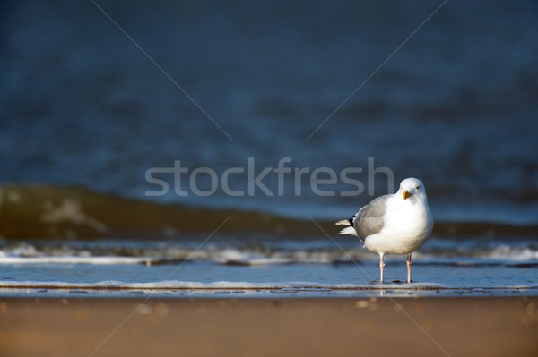 Lesser Black-backed Gull Stock photo © ivonnewierink