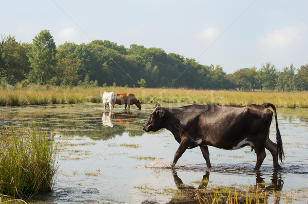 Nature landscape with cows in water Stock photo © ivonnewierink