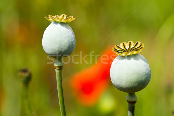 Bourgeon rouge pavot champs fleur paysage [[stock_photo]] © ivonnewierink