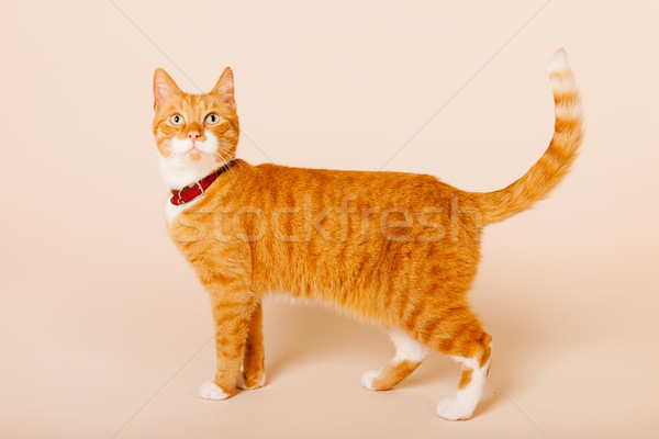ストックフォト: 赤 · 猫 · ベージュ · スタジオ · オレンジ · 肖像