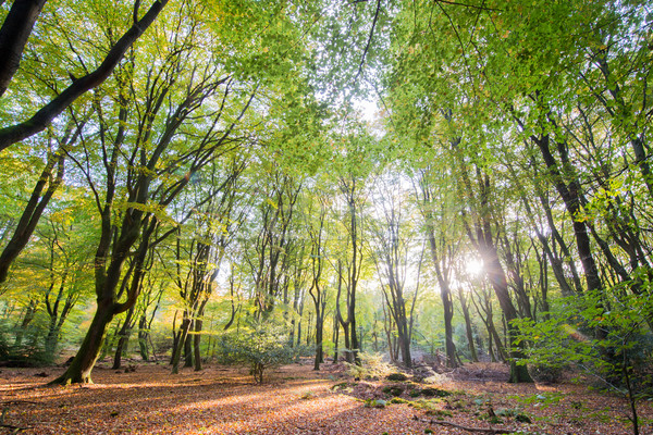 Orman yaprak ağaçlar manzara çok yeşillik Stok fotoğraf © ivonnewierink