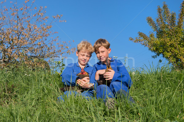 Farm Boys with chickens Stock photo © ivonnewierink