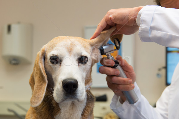 Beagle at the veterinarian Stock photo © ivonnewierink