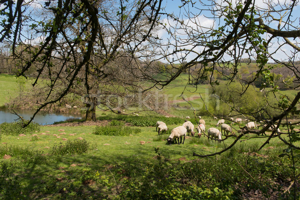 Shaved sheep Stock photo © ivonnewierink