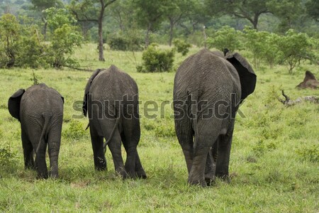 Nagy nagyobb család három elefántok fű Stock fotó © ivonnewierink