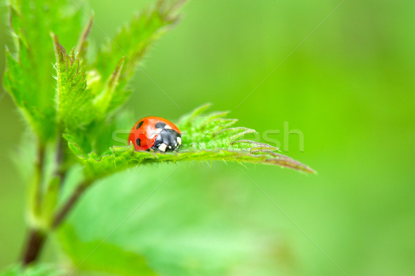 ladybird on nettle Stock photo © ivonnewierink