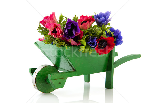 Stock photo: Bouquet Anemones in wheel barrow
