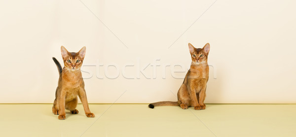 Abyssinian cats Stock photo © ivonnewierink