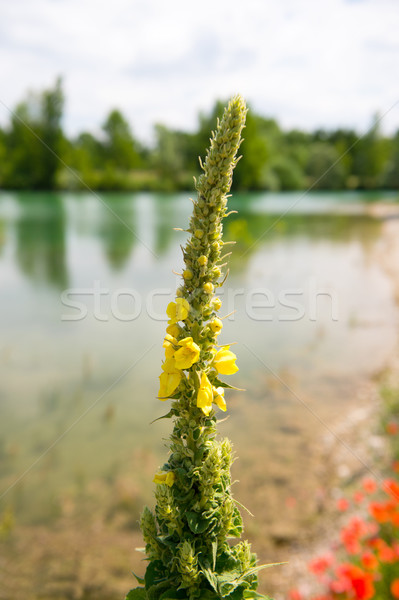 Verbascum in front of lake Stock photo © ivonnewierink