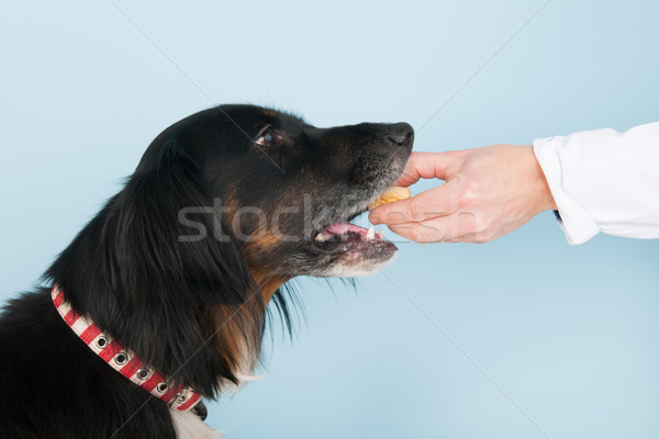 Belohnen Tierarzt Tierarzt trotzen Hund Hintergrund Stock foto © ivonnewierink