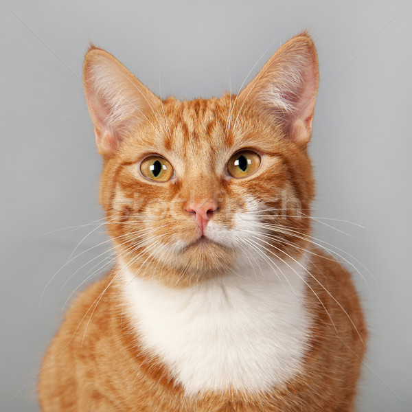 red tabby cat on gray background Stock photo © ivonnewierink