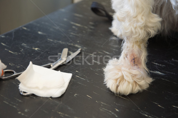 白 狗 獸醫 繃帶 負傷 爪子 商業照片 © ivonnewierink