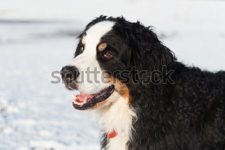 Berner sennenhund in snow Stock photo © ivonnewierink