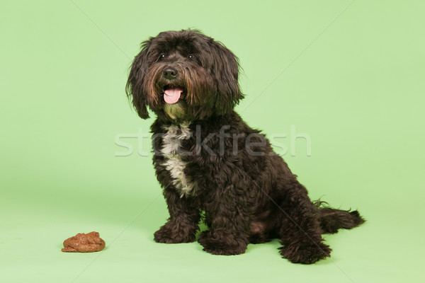 Kutya zsámoly stúdió haj háttér fekete Stock fotó © ivonnewierink