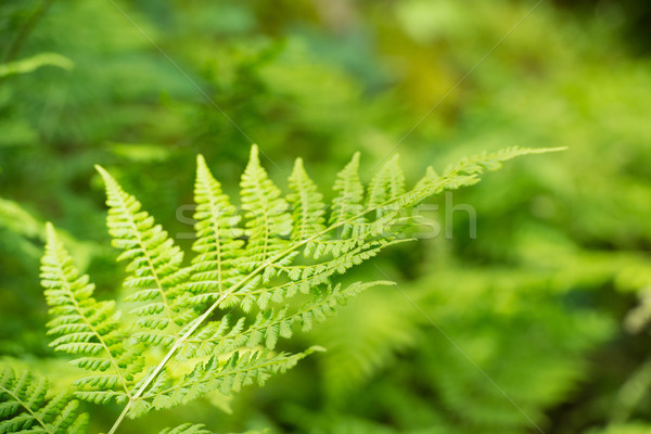 Eğreltiotu detay yaprak doğa Stok fotoğraf © ivonnewierink