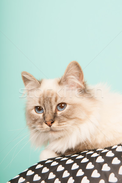 猫 肖像 緑 青 動物 スタジオ ストックフォト © ivonnewierink