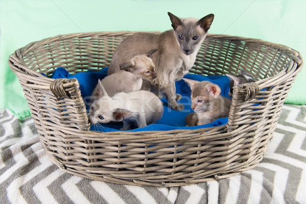 Little Siamese kitten by mother Stock photo © ivonnewierink