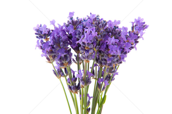 Stock photo: lavender