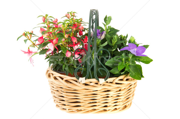 Basket garden flowers Stock photo © ivonnewierink
