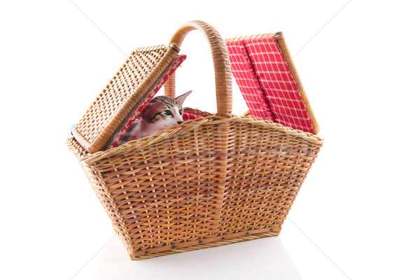 Peu chat cacher panier pique-nique osier fond [[stock_photo]] © ivonnewierink