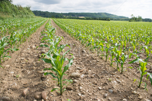 Maize in the fields Stock photo © ivonnewierink