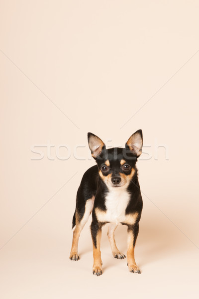 Chihuahua on beige background Stock photo © ivonnewierink