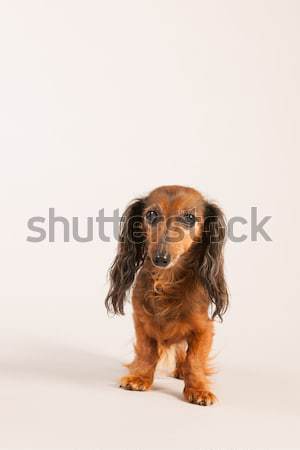 Bassotto Beige Dai Capelli Lunghi Crema Pet Rosolare