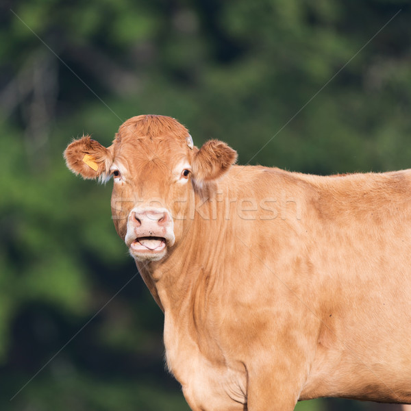 Vaca francês limusine campos França paisagem Foto stock © ivonnewierink