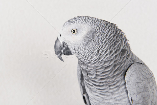 parrot in studio Stock photo © ivonnewierink