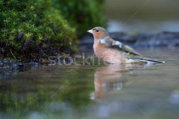 Common Chaffinch Stock photo © ivonnewierink