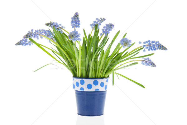 Bouquet blue grape Hyacinths Stock photo © ivonnewierink