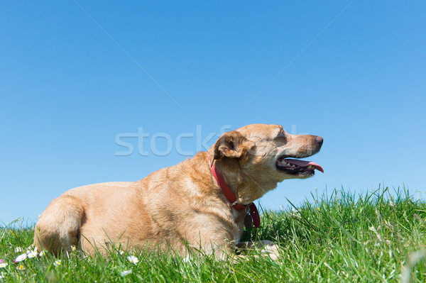 Dog laying in grass Stock photo © ivonnewierink