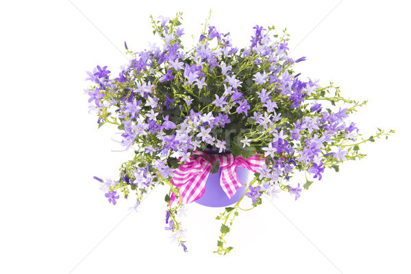ストックフォト: 紫色 · ピンクの花 · ポット · 孤立した · 白