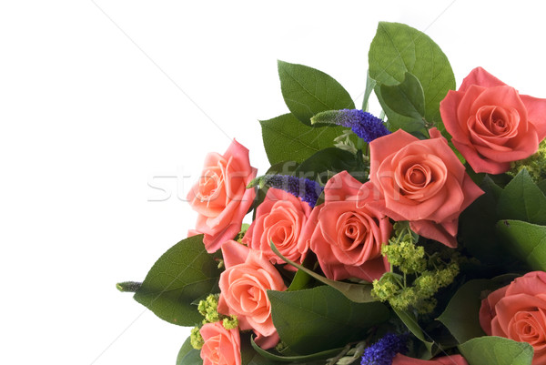 花卉 玫瑰 生日 白 美麗 商業照片 © ivonnewierink