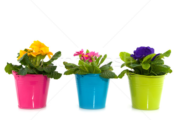 colorful primula Stock photo © ivonnewierink
