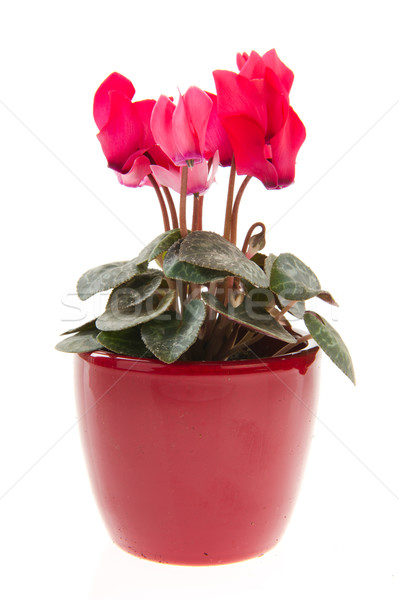 Rosa maceta planta aislado blanco Foto stock © ivonnewierink