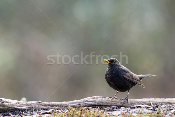 Männlich Amsel Natur Garten Freunde Vögel Stock foto © ivonnewierink