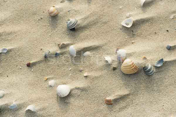 ストックフォト: シェル · 風の強い · ビーチ · 海浜砂 · 砂