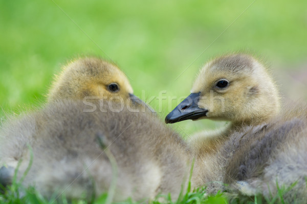 Young gooses laying in grass Stock photo © ivonnewierink