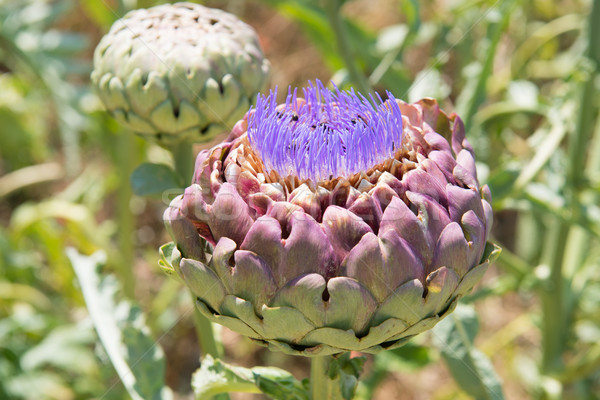 Field artichoke with purple flowers Stock photo © ivonnewierink