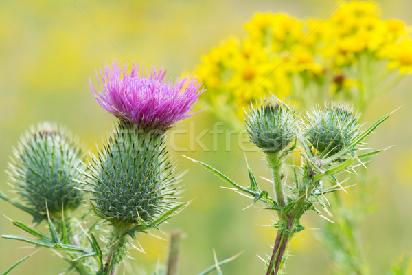 Purple thistle Stock photo © ivonnewierink