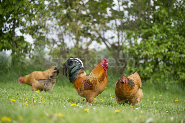 Free range chickens at the farm Stock photo © ivonnewierink