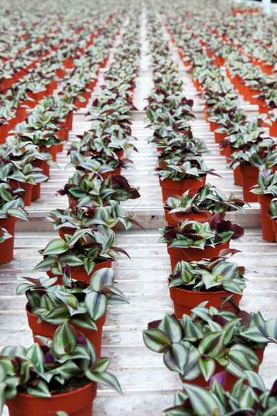 Stockfoto: Huis · planten · broeikas · gestreept · groeiend